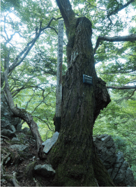 ���R�O���m�L�q��x���Y���m�ɂ���ē��{�ōŏ��ɔ����E�������ꂽ�Ƀ��R�O���m�L�̊�؁i���������ۂɁA�W�{���̎悵���؁j������܂��B