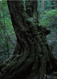 EWKVqRɂ͋؂118{肻̂{BNČ`ꂽpɈ|B