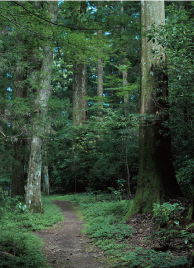 qR̎R[΂ɕ܂厩RgbLOcA[̓IXXłB