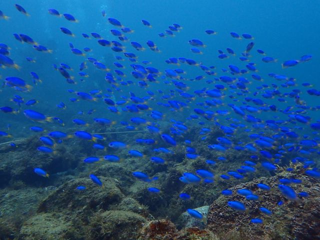 ソラスズメダイの群れ