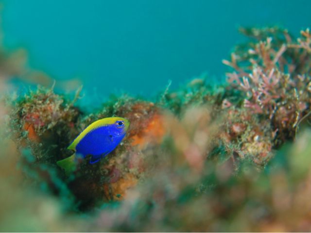 セナキルリスズメダイ