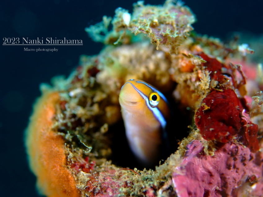 南の根のミナミギンポ