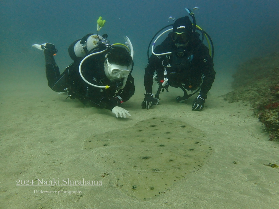 コブダイ島のツバクロエイ