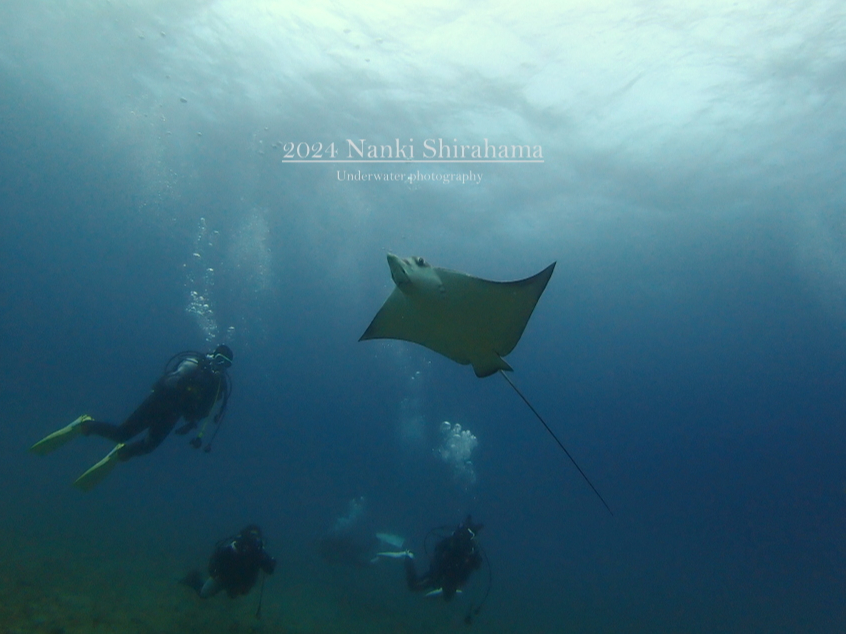 カバネのトビエイ