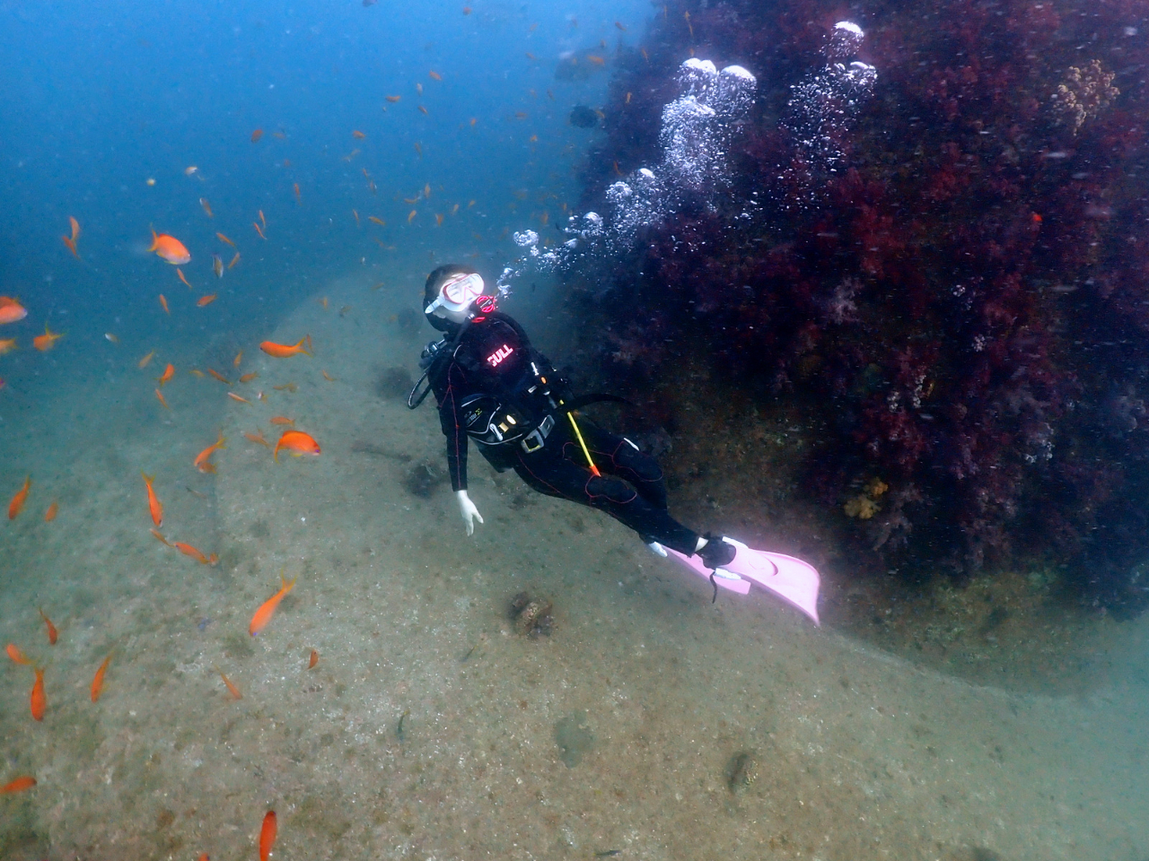 魚に囲まれながらの浮遊感