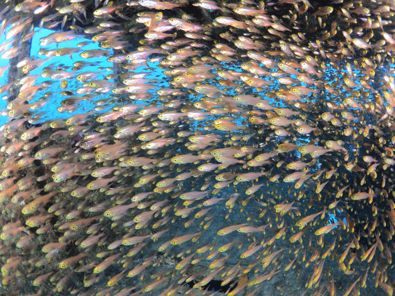 沈船とキンメモドキ