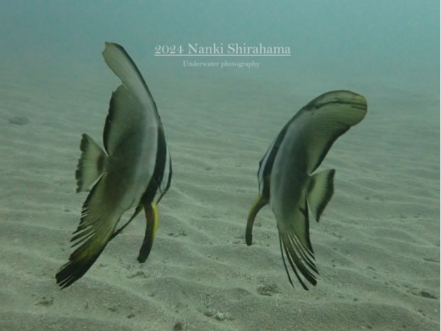 ツバメウオのペア