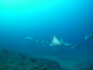 Wアーチのトビエイ