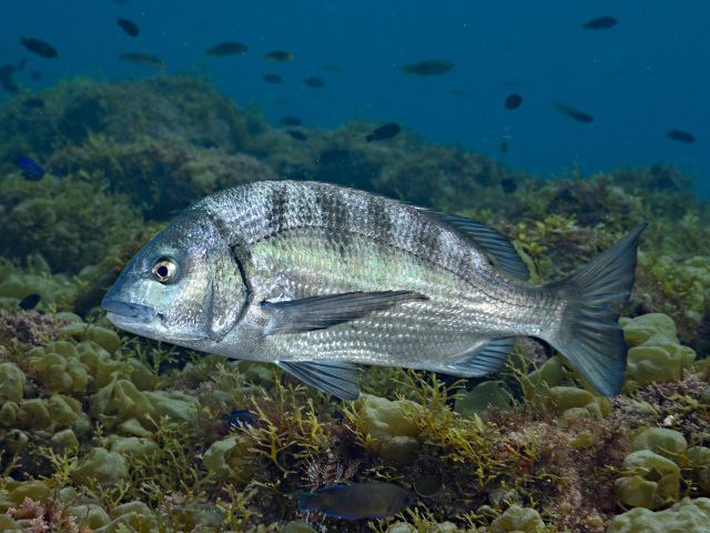 クロダイが近くまで寄ってきます♪