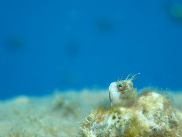 可愛いギンポの幼魚