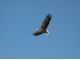 大空を飛ぶオジロワシ