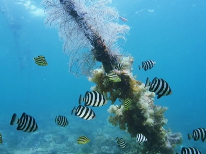伊勢志摩のカラフルなお魚たちが手の届く距離に近づいてきます。