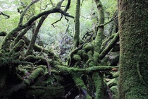 映画の舞台になったことでも有名な「苔むす森」までご案内します。豊かな自然に囲まれて、心も体もリフレッシュ♪