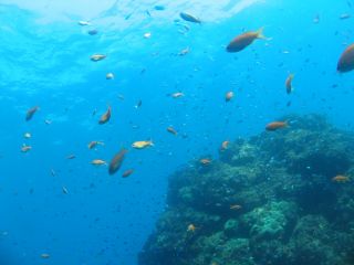 色鮮やかな魚が皆様をお待ちしております。