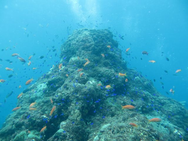 根の周りには魚がいっぱいいます。