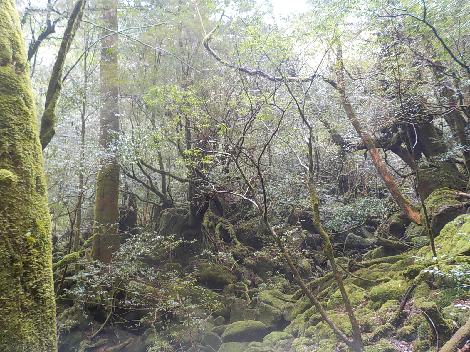 樹齢1000年を超える屋久杉と緑の苔に覆われた太古の森♪標高1000メートルのヤクスギランドでお手軽ハイキングがおすすめ♪