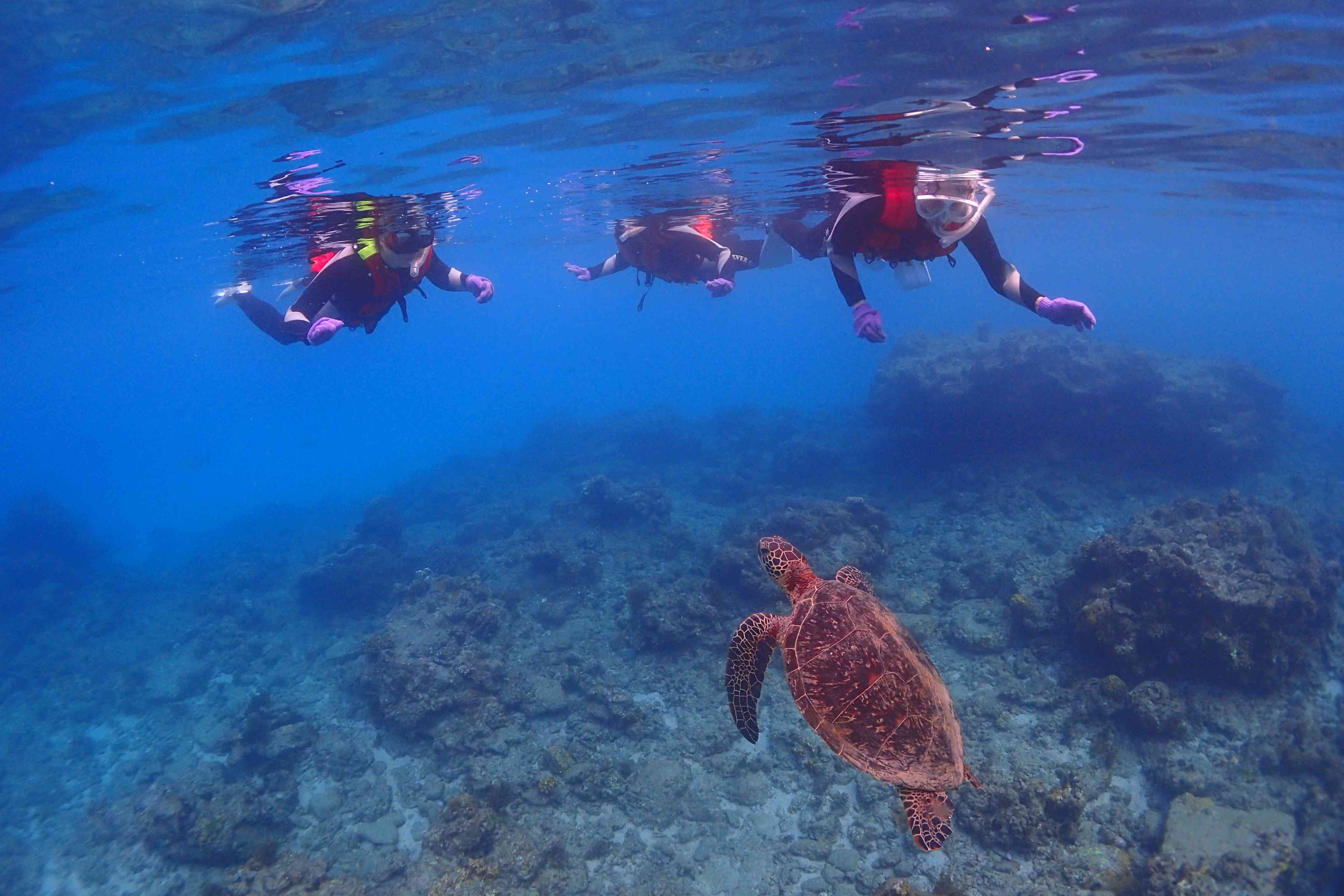 ウミガメさんを上から眺めていると 息継ぎに上がってくることも♪