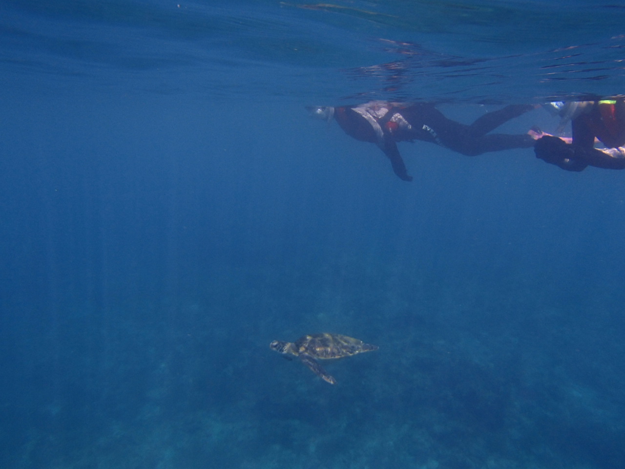 一緒に泳ぎましょ〜♪