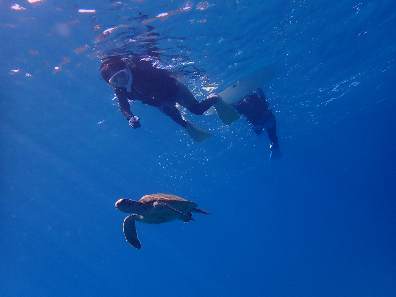 カメちゃんの息継ぎタイミングに遭遇するとこんなに近くで見ることもできちゃいます!!