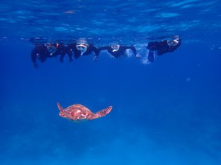 ウミガメが海を案内してくれてますねー(^^♪