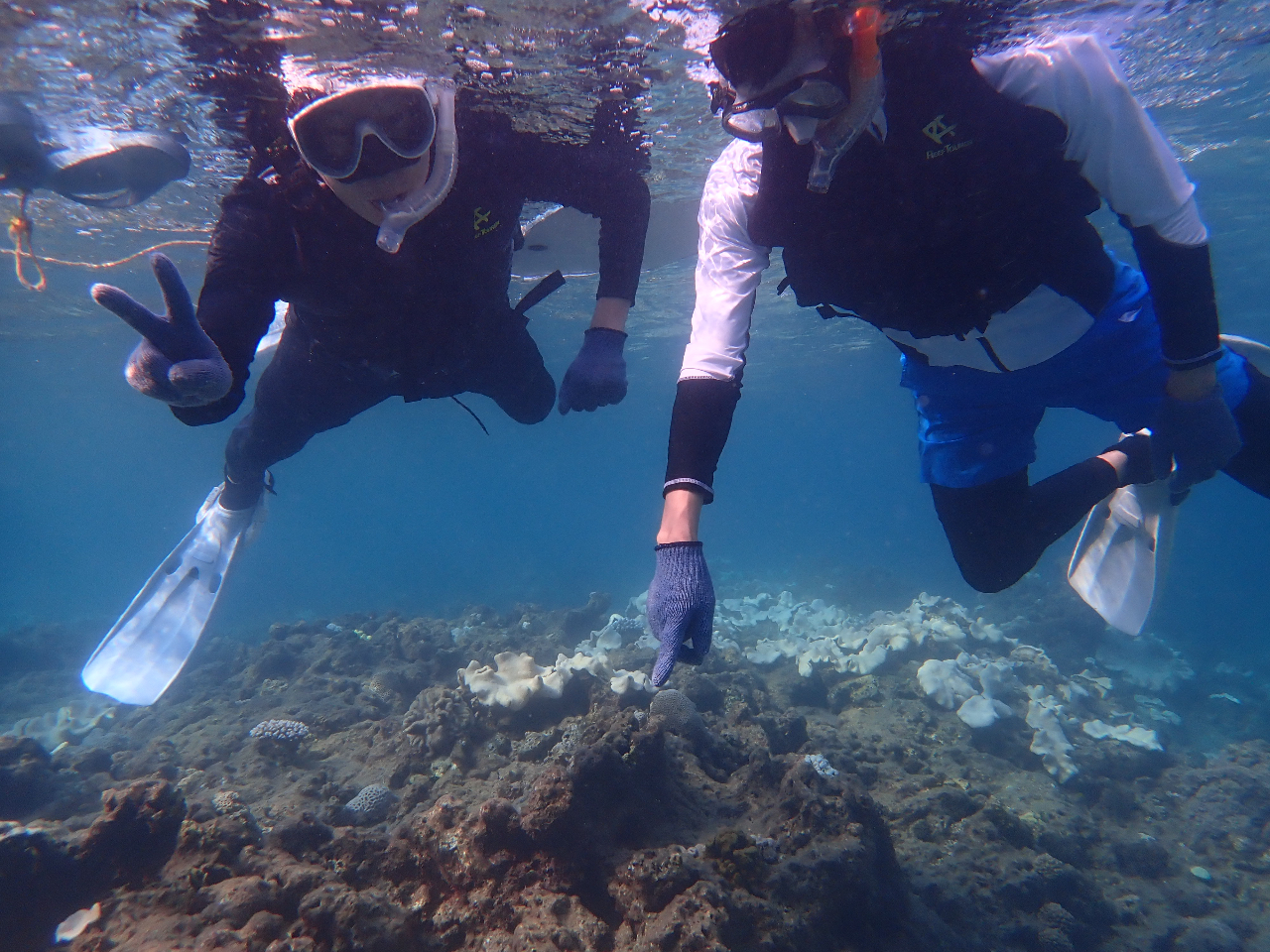 きれいなサンゴやお魚が観察できます(^^♪