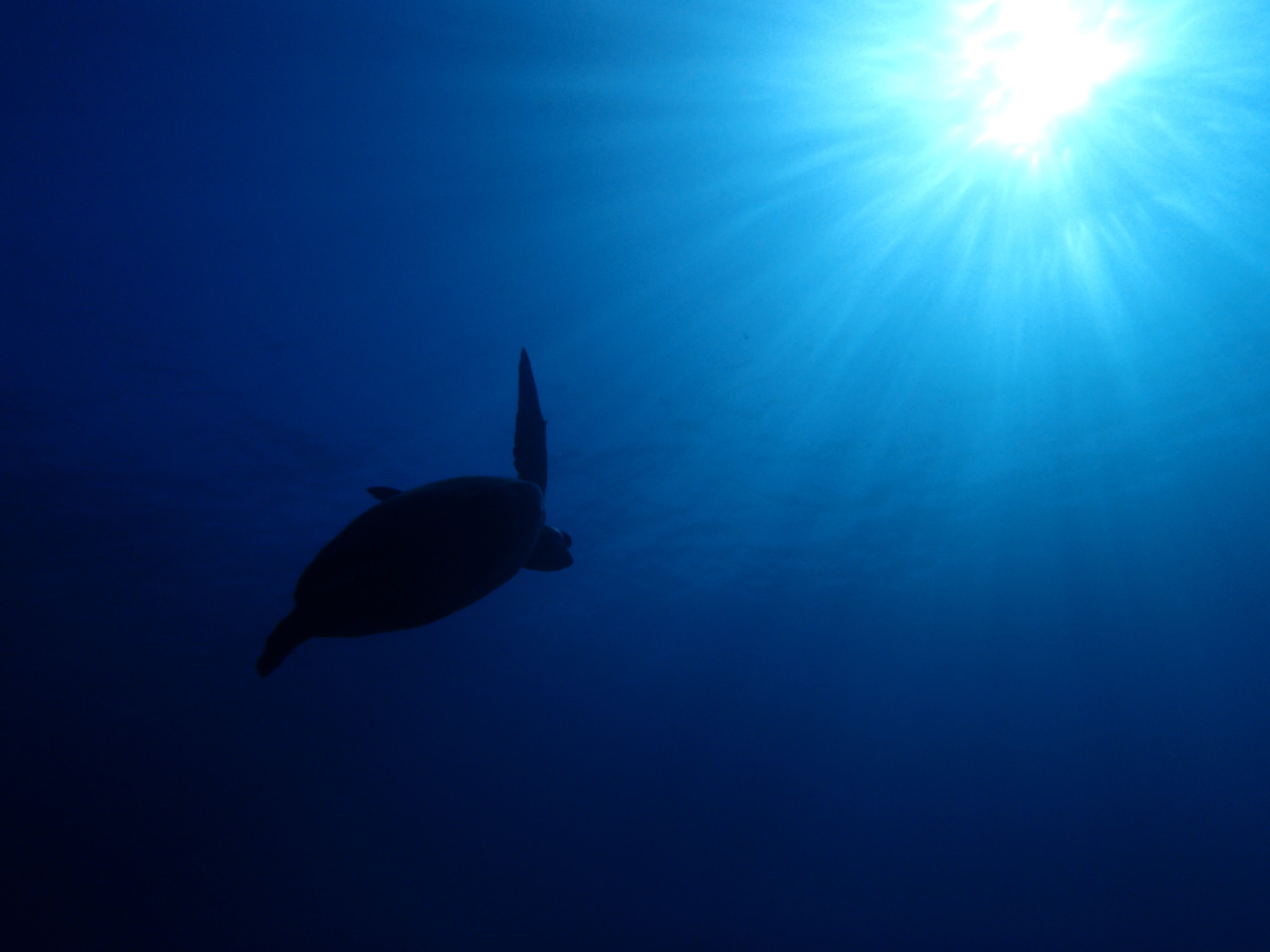 慣れたらカメちゃんを満喫!!優雅に水面に息継ぎに行く姿はうっとり見とれちゃいます!!