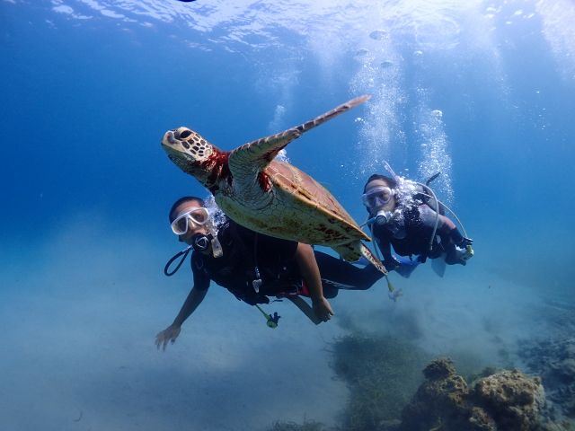 屋久島の海でウミガメ様と一緒たい!     そんなあなたにおススメします!!