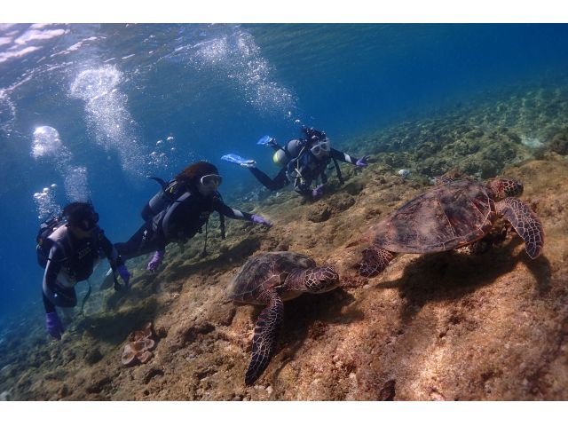 ウミガメコースはウミガメ様と泳げる確率が95%以上!!2匹会えちゃうことも!アンビリバボーっ!