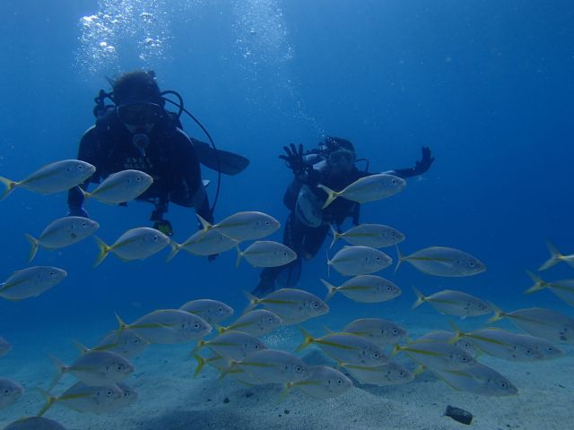 カラフルなお魚さん♪美味しそうなお魚さん♪恥ずかしがり屋のお魚さん♪  魚魚魚―!