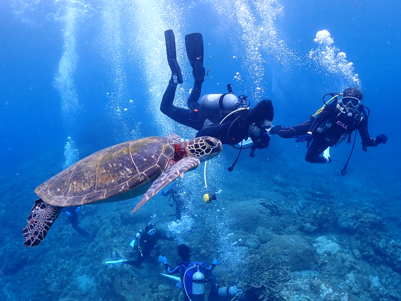 ウミガメ様と同じ目線でダイビング♪わーい!