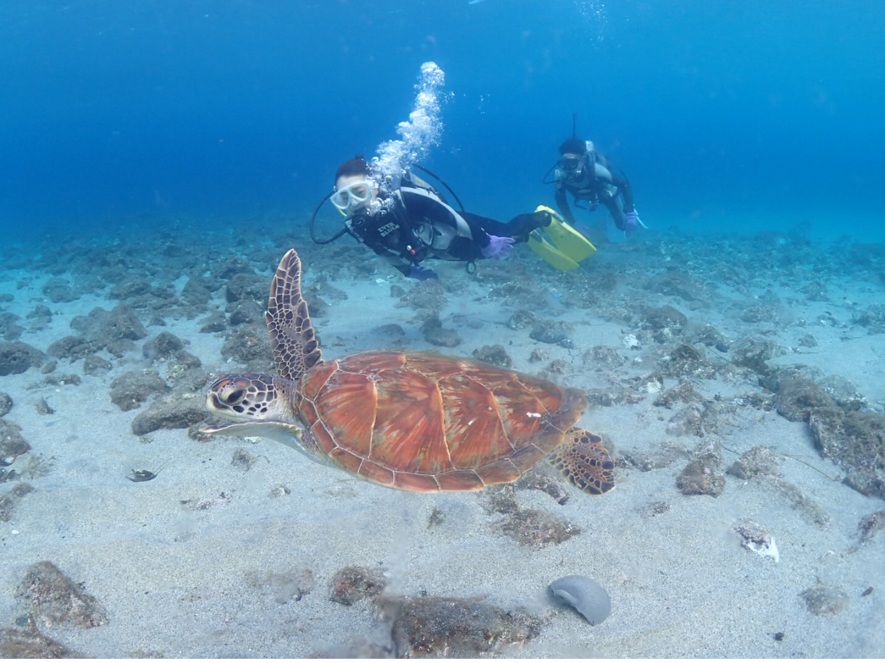 優しく力強く羽ばたく様に泳ぐ姿に引き寄せられる〜♪一緒に泳いで〜