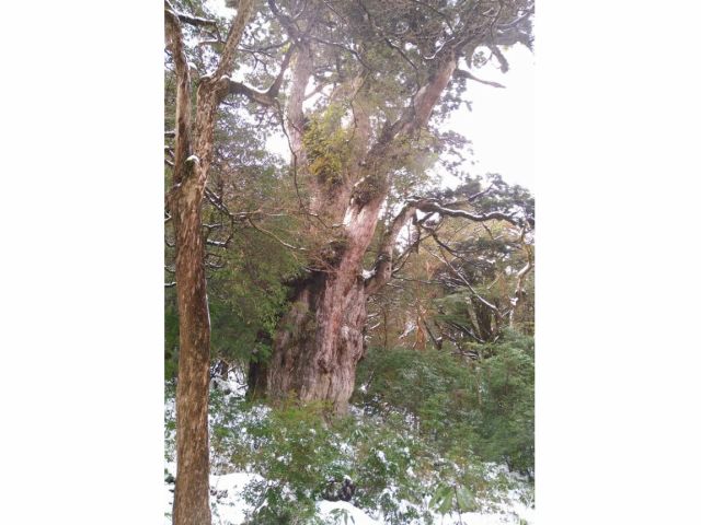 積雪の縄文杉