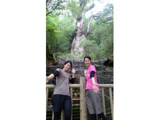 頑張ったあかつきには圧巻の縄文杉が待っています!