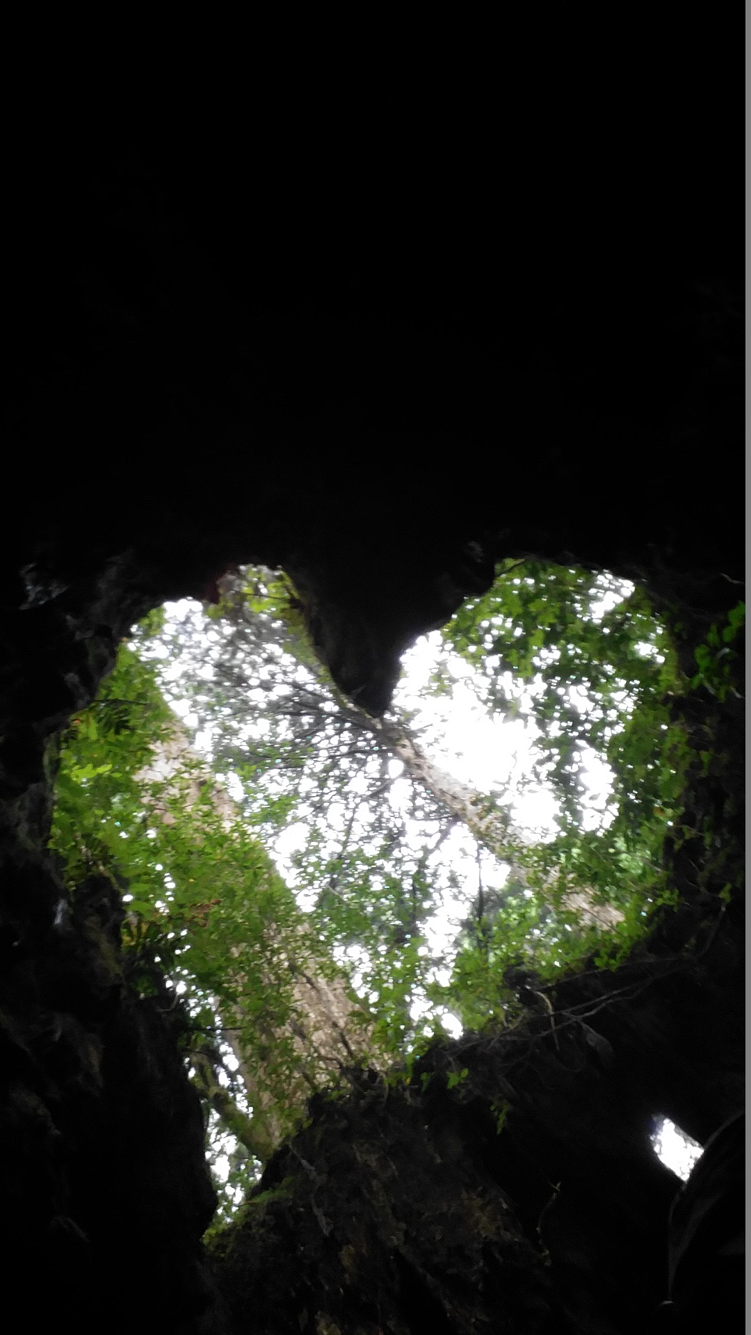 ウィルソン株のハート