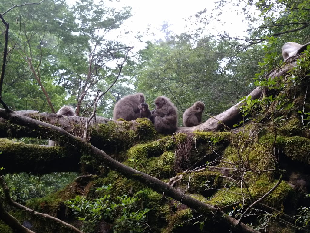 屋久猿さんに逢える事も有ります
