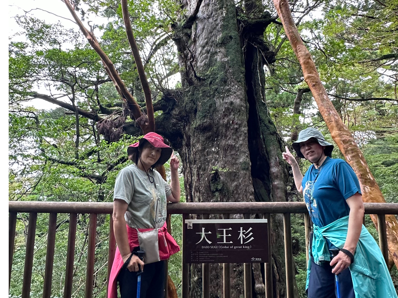 樹齢3000年の大王杉