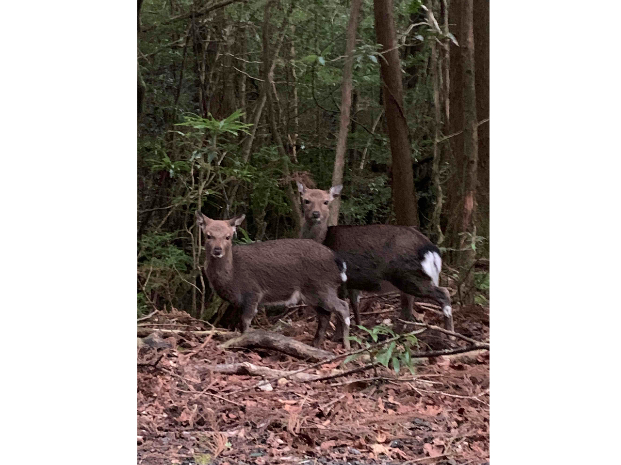 屋久鹿の親子
