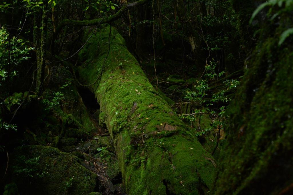 ۂނ|؁B ǂꂾ̂ɓ|ꂽ킩ȂقǑۂɕĂ܂Ă܂B Ԃ܂B