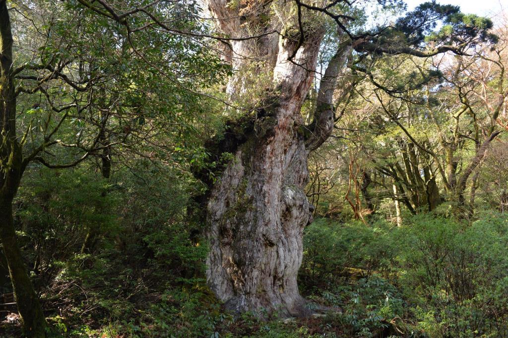 NƖꕶB H蒅Ƃ̒B͖Y鎖o܂B