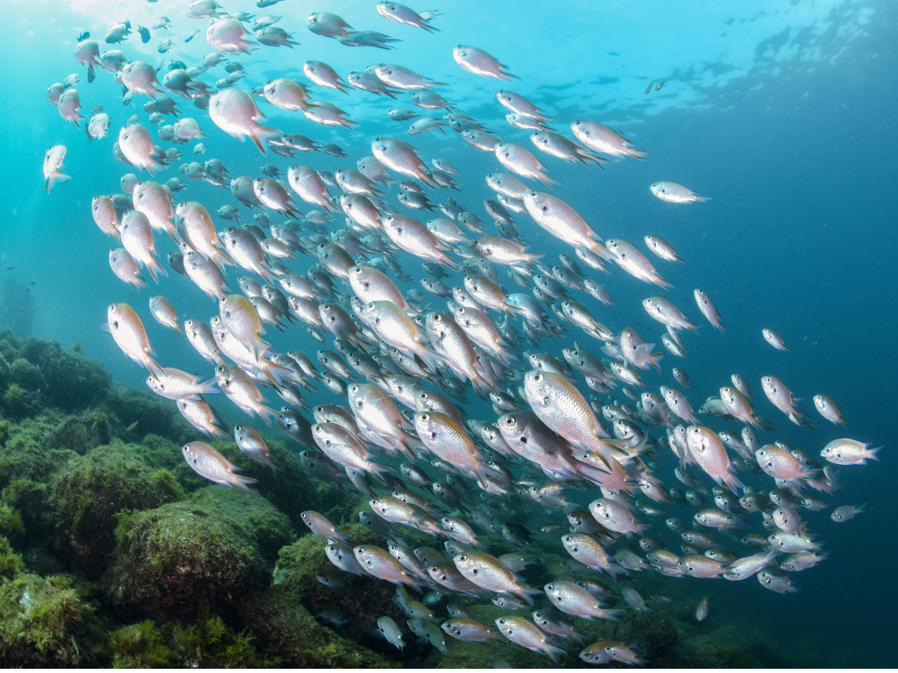 綺麗な井田の海にはお魚もたくさん!