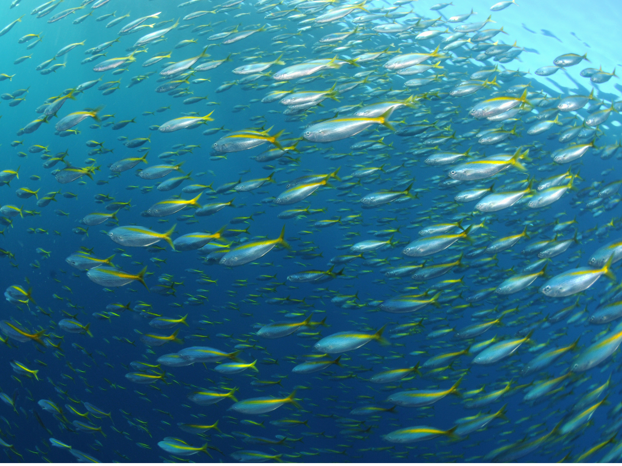 こんな魚の大群にも出会えるかも!!!