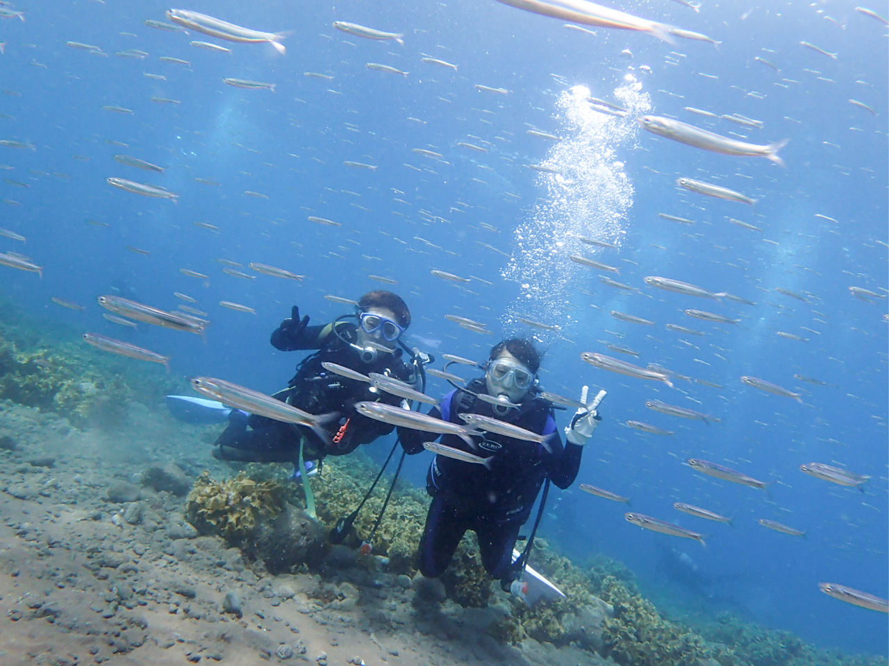 【静岡県・西伊豆　体験ダイビング2本】お魚いっぱいな井田の海でダイビングデビュー...