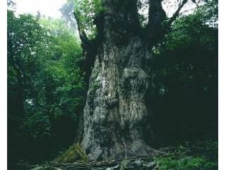 屋久島最大のヤクスギ。13種の被子植物が着生しています。さながら、樹の上に森があるようです。圧倒的な存在感を持ってみなさんを迎えてくれると思います。