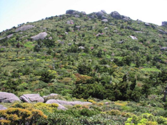 黒味岳の東を巻き、一気に開けた場所に出ると、そこが投石平です。目の前に大きな石が散らばった投石岳がそびえ、遠くに初めて目指す宮之浦岳が見えてきます。