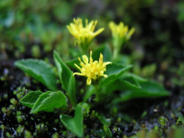 山頂付近には、屋久島にしかない固有の矮小化した植物が生えています。その中でもイッスンキンカは、和名「一寸金花」の名の通り草丈数センチほどの黄色の花を咲かせます。
