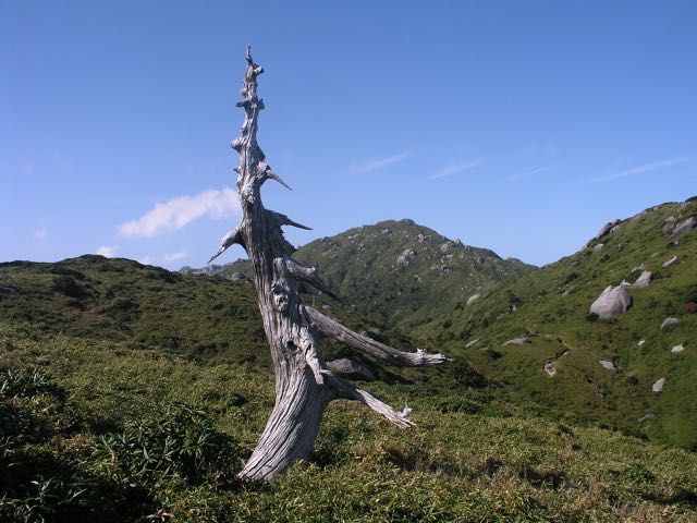 森林限界を越えると、白い立ち枯れの樹々が増えてきます。腐りにくい屋久杉は白骨樹となっても長い年月立ち続け、強い雨風に少しずつ削られ、自然の彫刻となっていきます。