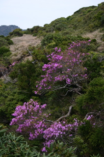 TAx̎Rt߂ł́ANV}~coccW⃄NV}VNiQȂǂ̃ccWȂ̐A炫n߂܂B