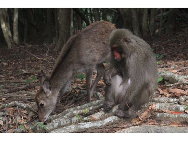 ヤクザル、ヤクシカも沢山観ることができ、森の中で平和に共存しています。違う野生動物がこんなに密に関係している森は他にはないかもしれません。
