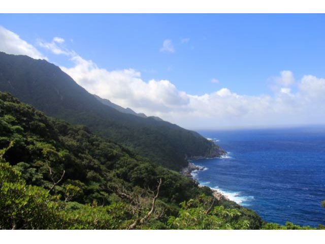 黒潮流れる海岸線からブロッコリーを並べたようなモコモコとした照葉樹林が連なります。