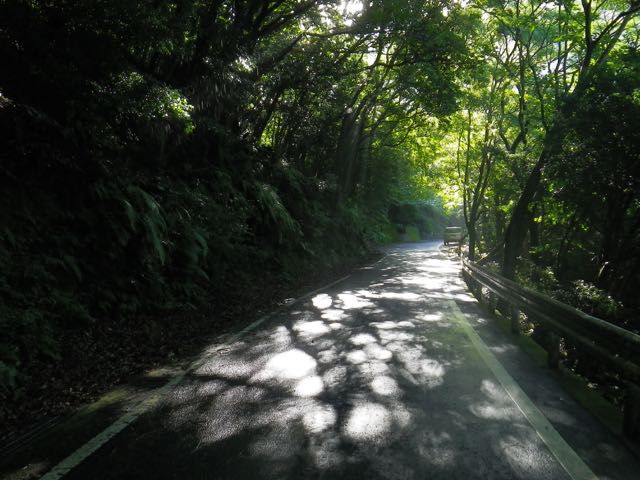 昔屋久杉を運び出すために作られた西部林道は、50年ほど経過して今では緑のトンネルとなり、木漏れ日の射すとても気持ち良い森になっています。